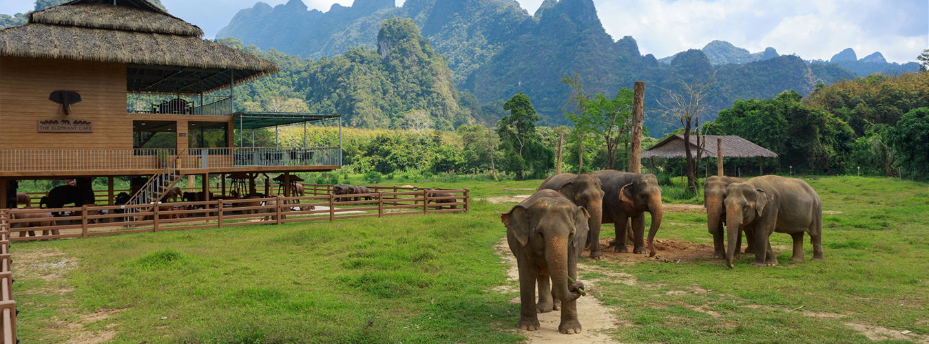 AH Banner-01 elephant